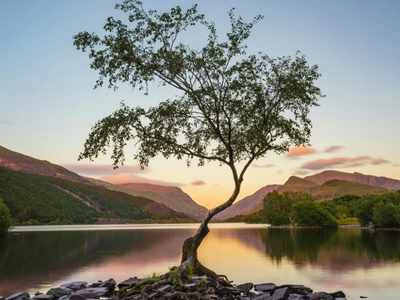 Το μοναχικό δέντρο που έγινε σταρ των so...
