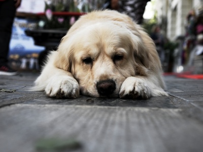 Κέρκυρα: Γυναίκα πέταξε από τον τρίτο όροφο σκύλο