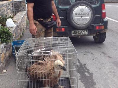 Κρήτη: Πέταξαν φόλες σε δύο γύπες στην Ιεράπετρα 