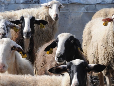 Ευλογιά αιγοπροβάτων: Νέα κρούσματα σε π...