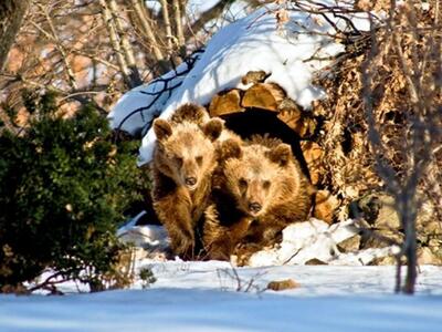 Ρουμανία: Δύο αλκοολικές ρωσικές αρκούδε...