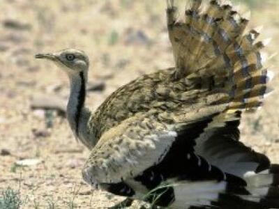 Αβγό κότας έκανε σπάνιο πτηνό - Προοπτικ...