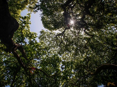 Oι φύλακες "άγγελοι" των δασών...