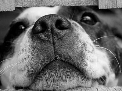 Σύλληψη για κακοποίηση αδέσποτου σκύλου ...