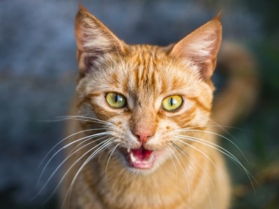 Καμίνια: Ασυνείδητοι έκλεισαν γάτα σε τσ...