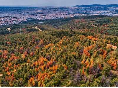 Το Σέιχ Σου από ψηλά ...αποδεκατισμένο 
