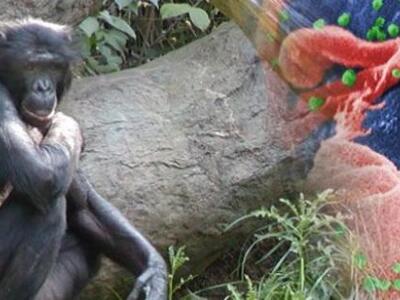 Ελληνίδα ερευνήτρια ανοίγει νέους δρόμου...