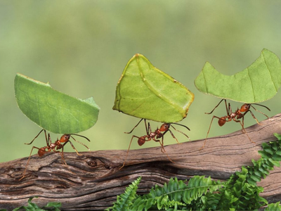 Τελικά πόσα μυρμήγκια υπάρχουν στη Γη;