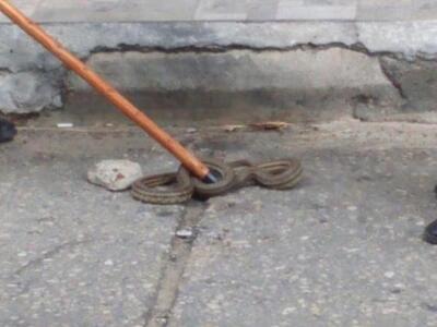 Φίδια κόβουν βόλτες σε Πύργο και Αμαλιάδα