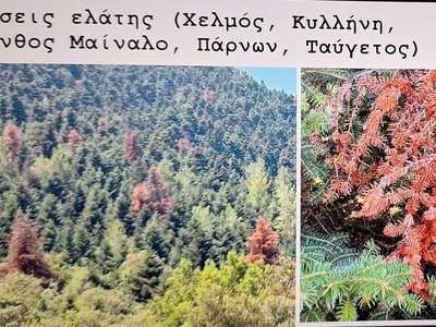 Καλάβρυτα: Η ημερίδα για τις ξηράνσεις της ελάτης και πλατάνων- Μήνυμα για έγκαιρη δράση και συνεργασία Καλάβρυτα: Η ημερίδα για τις ξηράνσεις της ελάτης και πλατάνων- Μήνυμα για έγκαιρη δράση και συνεργασία