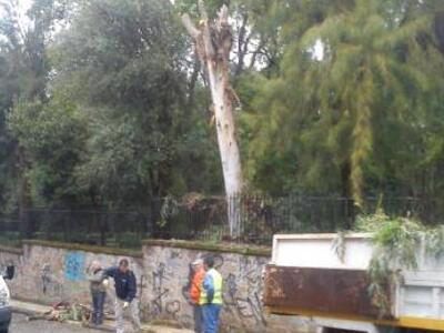 Αγρίνιο: Έπεσαν δένδρα στο δημοτικό πάρκο