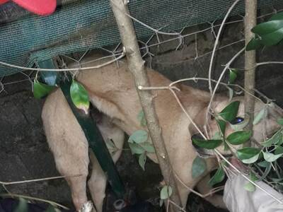 Aγρίνιο: Επιχείρηση της Πυροσβεστικής γι...