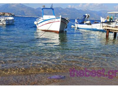 Η μέδουσα οδηγείται στον θάνατο, μπροστά...