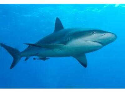 Διεθνής συνθήκη για την προστασία του δι...