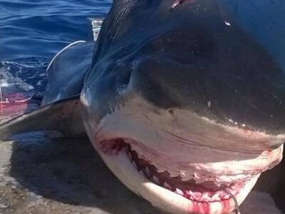 Αυστραλία: Ο καρχαρίας-τέρας, που πιάστη...