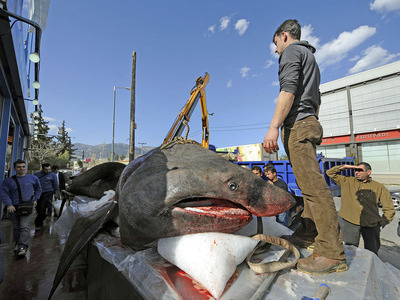 Ψαράς από την Κυλλήνη έπιασε καρχαρία 450 κιλών