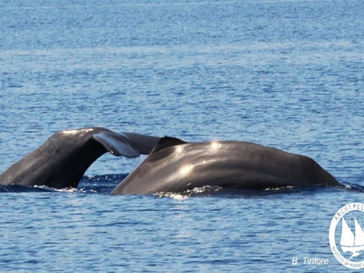 Μοναδικό θέαμα στην Ικαρία: Καταγράφηκαν...