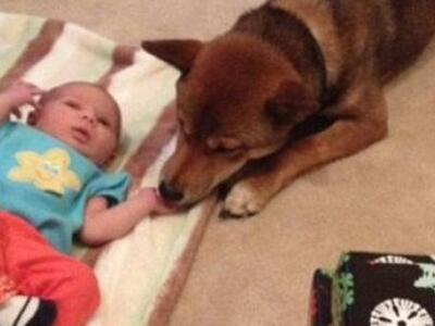 Η ιστορία που «έλιωσε» το Ιντερνετ: Σκύλ...