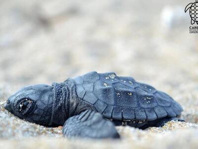 Παρουσιάζεται στην Οικολογική Κίνηση Πάτ...