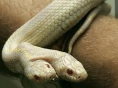 Δικέφαλο φίδι στο ζωολογικό κήπο της Μόσ...