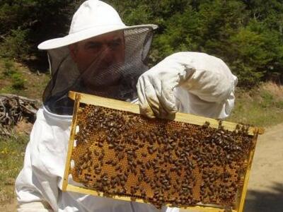 Ηλεία: Στροφή των νέων ανθρώπων στην μελισσοκομία 