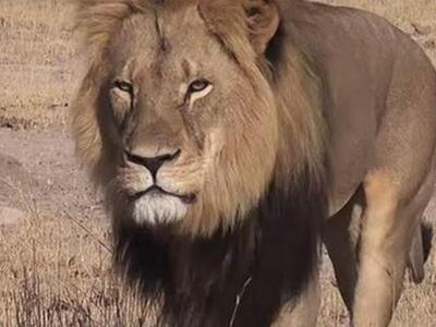 Απαλλάσσουν οι αρχές της Ζιμπάμπουε τον ...