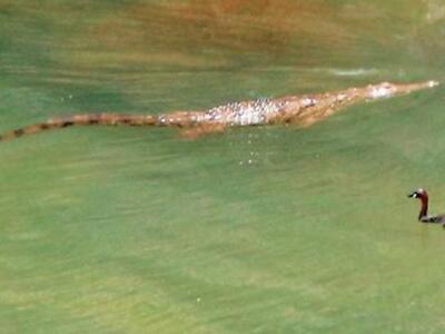 Με πλεούμενες παγίδες προσπαθούν τώρα να...