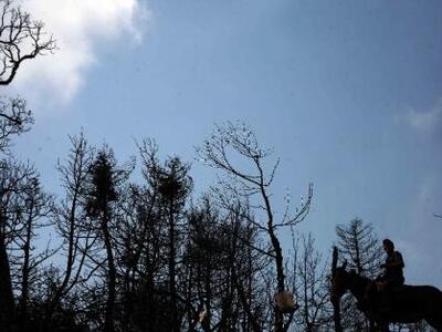 Hλεία: Έκοψαν δέντρα στο δάσος της Φολόη...