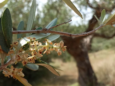 ΣΥΡΙΖΑ: Ερώτηση βουλευτών με θέμα «Αποζη...
