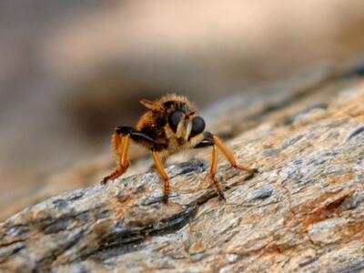 Δηλητήριο σφήκας με αντικαρκινικές ιδιότητες