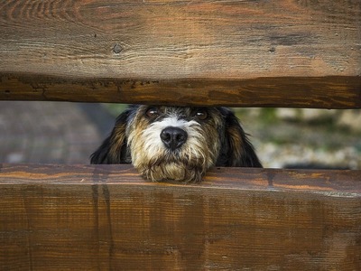 Ηλεία:Πυροβόλησε και σκότωσε αδέσποτο σκύλο 