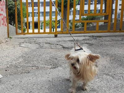 Πάτρα: Μια γλυκιά σκυλίτσα περιμένει το ...