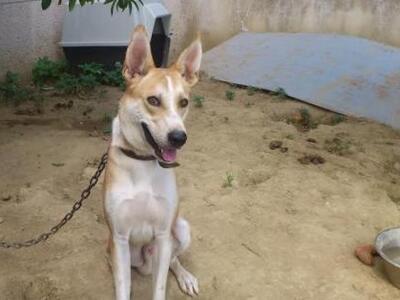 Πάτρα: Χάθηκε ο Μάρλευ Αγ. Ιωάννη Πράτσικα