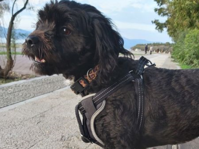 Πάτρα: Έχετε δει την Μπέλα; Αναζητείται ...