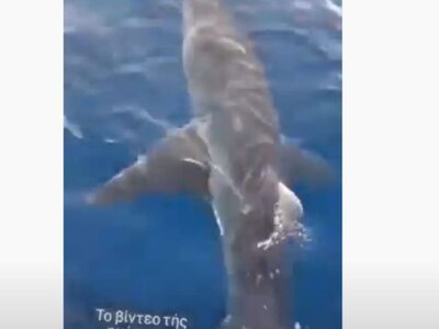 Ζάκυνθος: Μεγάλος καρχαρίας στον κόλπο του Λαγανά