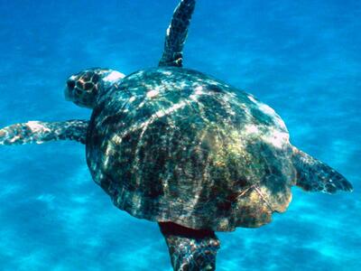 Ηλεία: Νεκρή βρέθηκε χελώνα Caretta-Care...