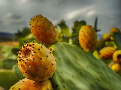 Φραγκόσυκα: Τα οφέλη τους, πώς τα καθαρί...