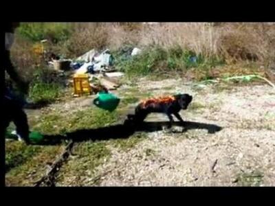 "Τέρατα" έκαψαν ζωντανό σκυλί ...