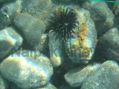 Φωκίδα: Φωτογραφίες χειροβομβίδας που εν...