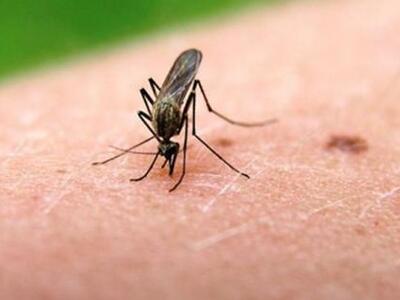 Ροδόπη: Τρία κρούσματα Δυτικού Νείλου μέ...