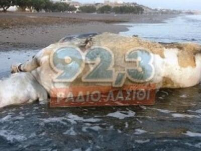 Έναν ταύρο ξέβρασε η θάλασσα της Κρήτης