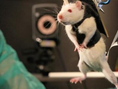 Πειραματικό φάρμακο αποκατέστησε το νωτι...