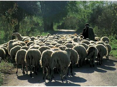 125.000 ευρώ για αποζημιώσεις κτηνοτρόφω...