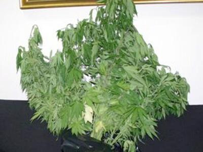 Συνελήφθη 45χρονος στην Ηλεία για 150 γρ...