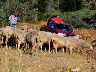 Η ευλογιά των προβάτων παίρνει ανεξέλεγκ...