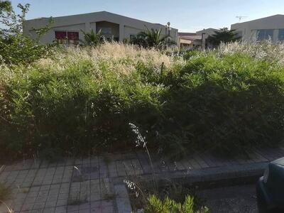 Μία ζούγκλα στην πόλη μας!