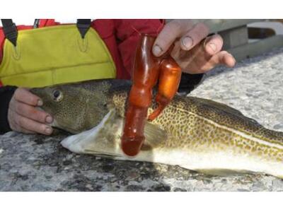 Ψαράς έπιασε μπακαλιάρο που είχε καταπιε...