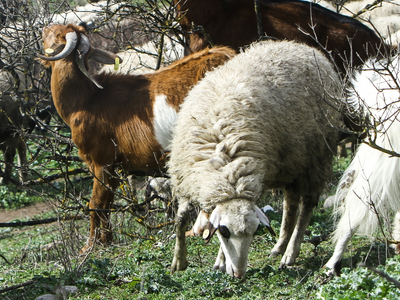 Ευλογιά των αιγοπροβάτων: Κίνδυνος για α...