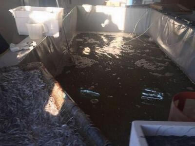 Διώξεις για το παράνομο εμπόριο χελιών-Η...