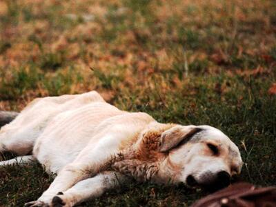 Πάτρα: Χτυπημένο και εγκαταλελειμμένο σκ...